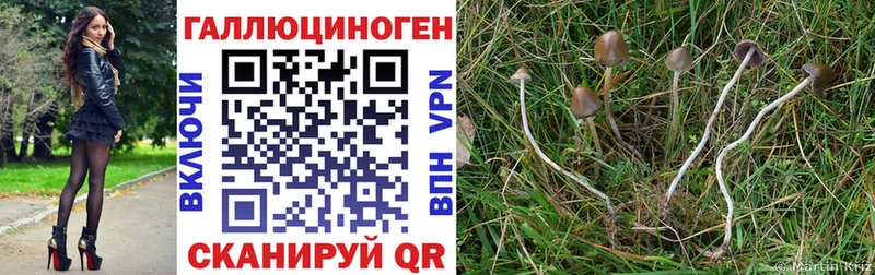Галлюциногенные грибы Psilocybe  Партизанск 